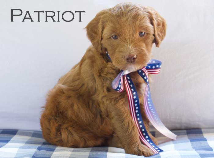 patriot from willow and remi week 5