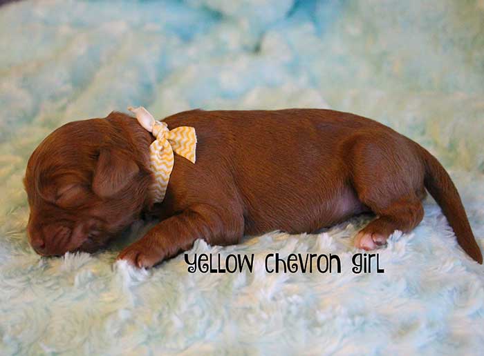 Yellow Chevron Girl from Katie and Rhodie week 1