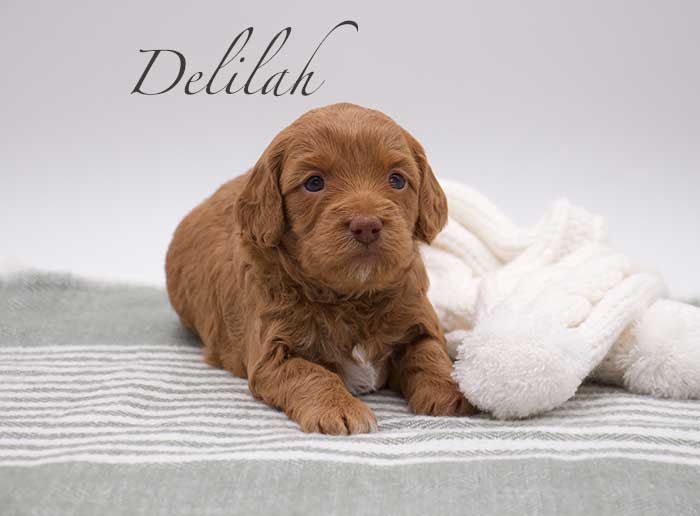 delilah from penny and remi week 3