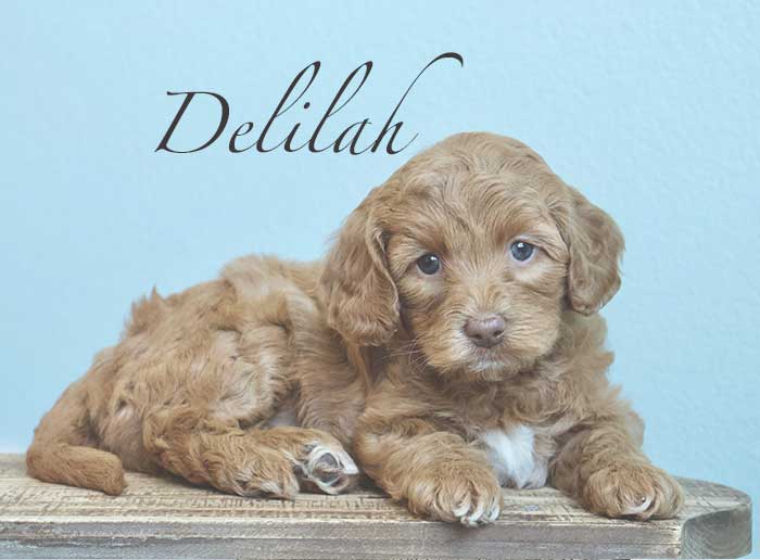delilah from penny and remi week 5