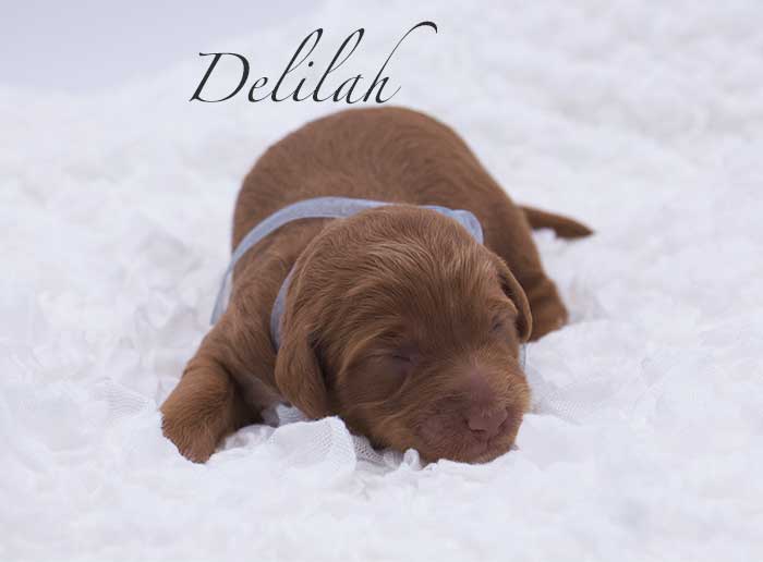 delilah from penny and remi week 1