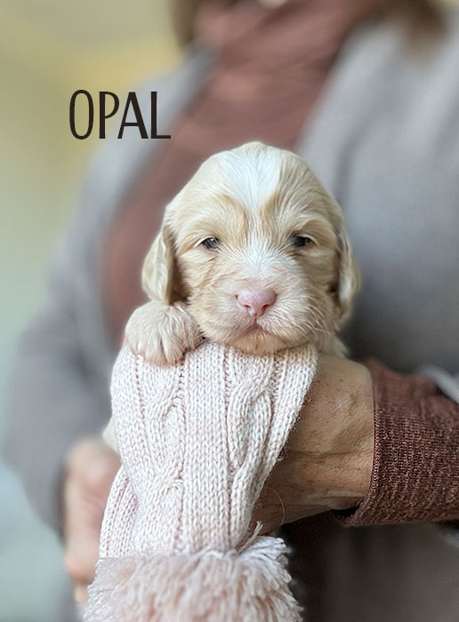 opal from aspen and river week 3
