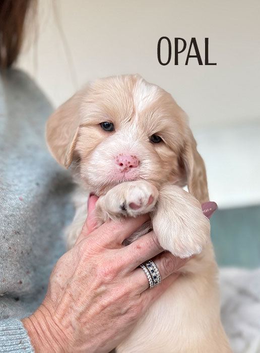 opal from aspen and river week 5