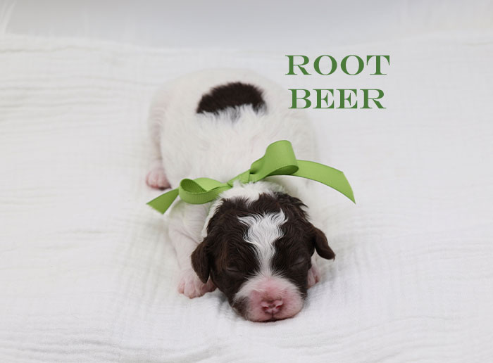 root beer from waffles and bo week 1