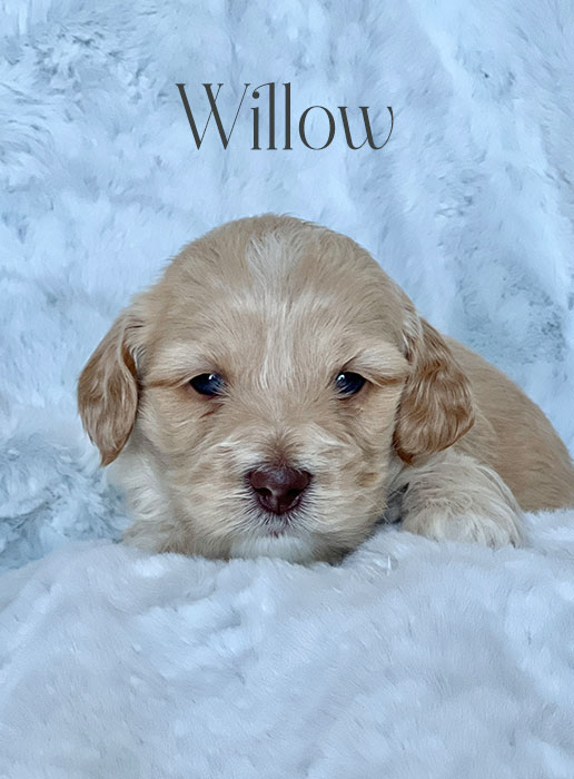 willow from aspen and river week 3