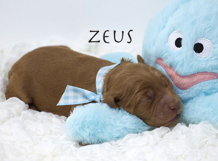 Zeus from Annie and Finn week 1